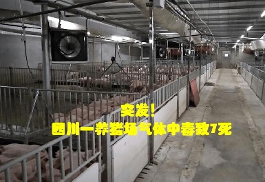 四川一養(yǎng)豬場發(fā)生化糞池氣體中毒事故，逸云天氣體檢測儀守護(hù)安全